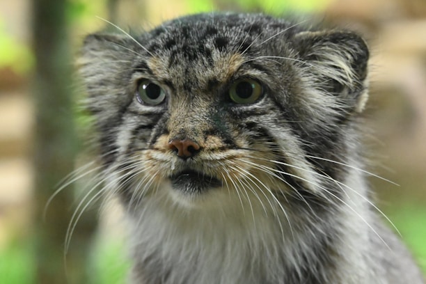A close-up shot of a furry feline with a round face, short ears, and expressive eyes. The animal's fur is a mixture of gray, black, and white, with prominent whiskers and a serious expression. The background is blurred, consisting of green and neutral tones.