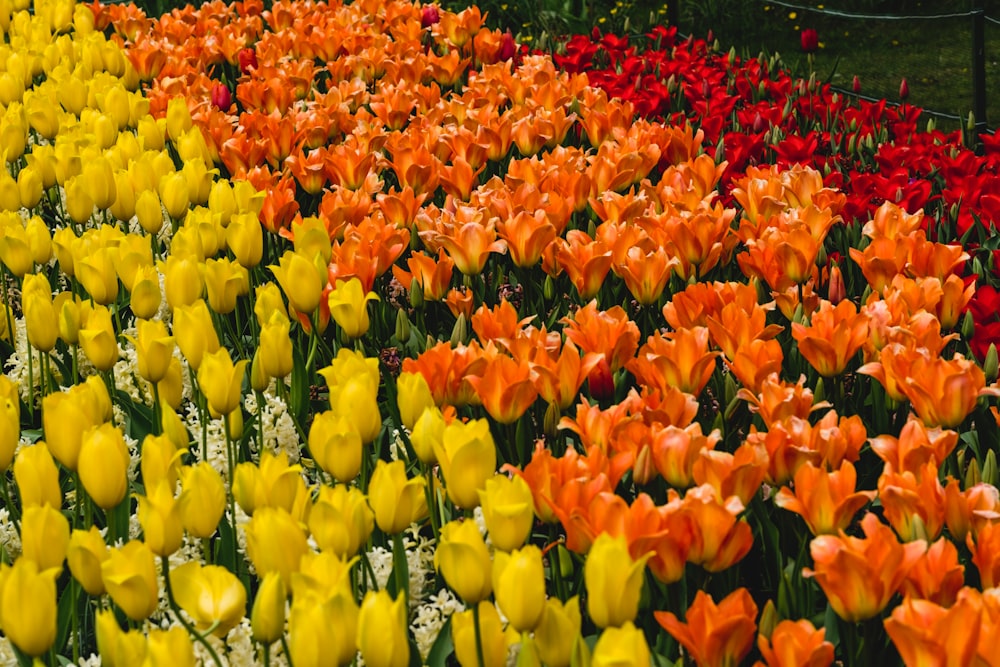 a field full of different colored tulips