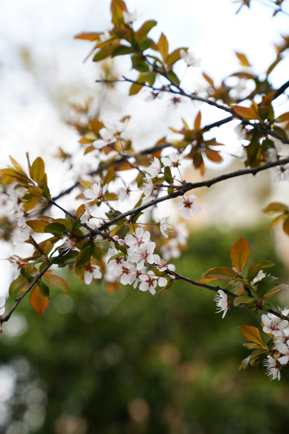 a close up of a tree with white flowers