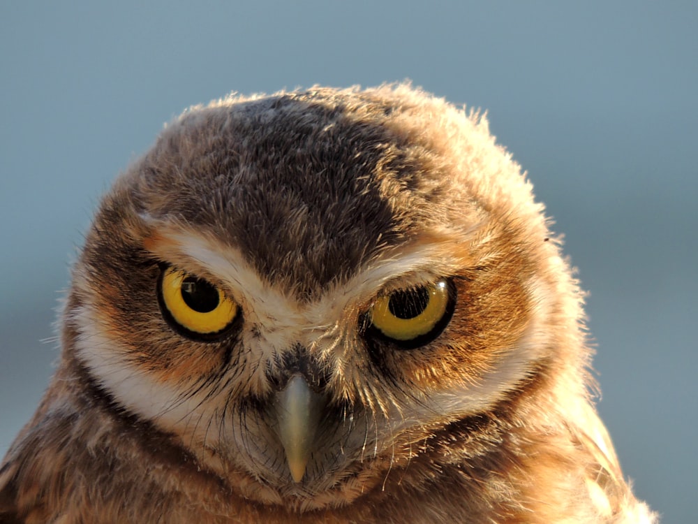 a close up of an owl with yellow eyes