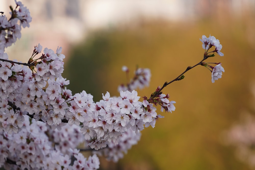 a branch of a tree with white flowers