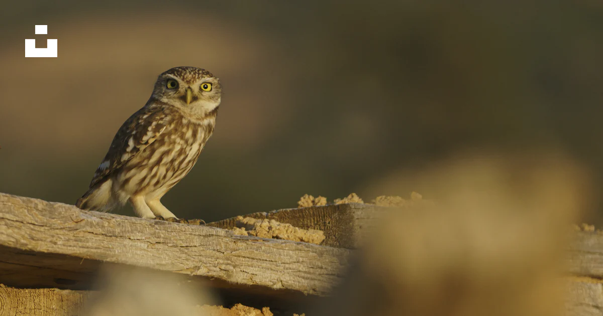 Un pequeño búho sentado encima de un trozo de madera foto – Imagen de ...
