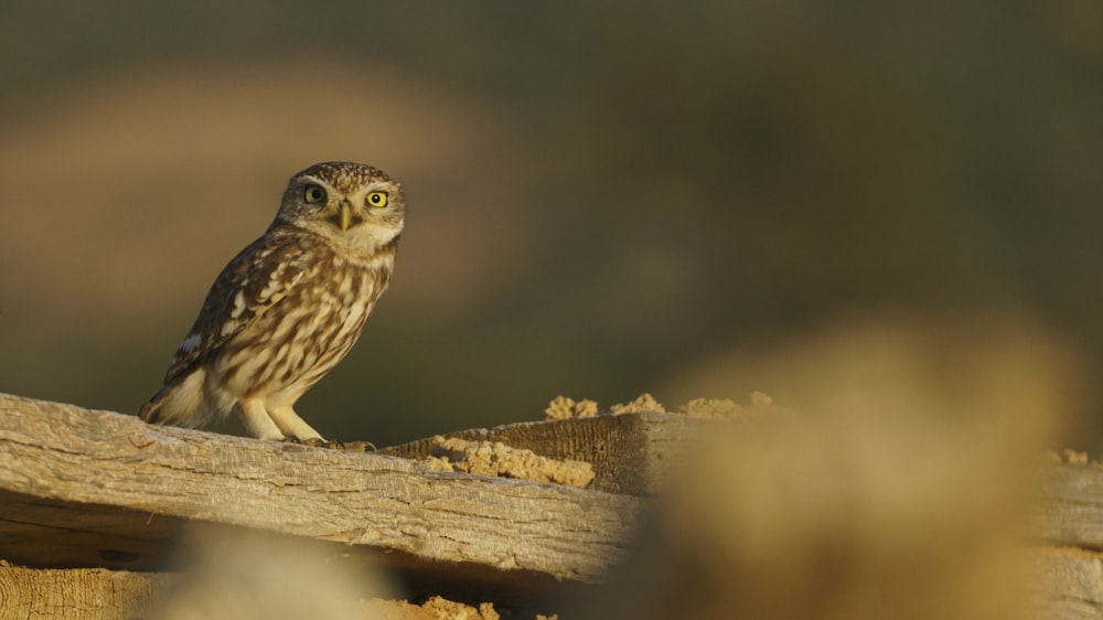 a small owl sitting on top of a piece of wood
