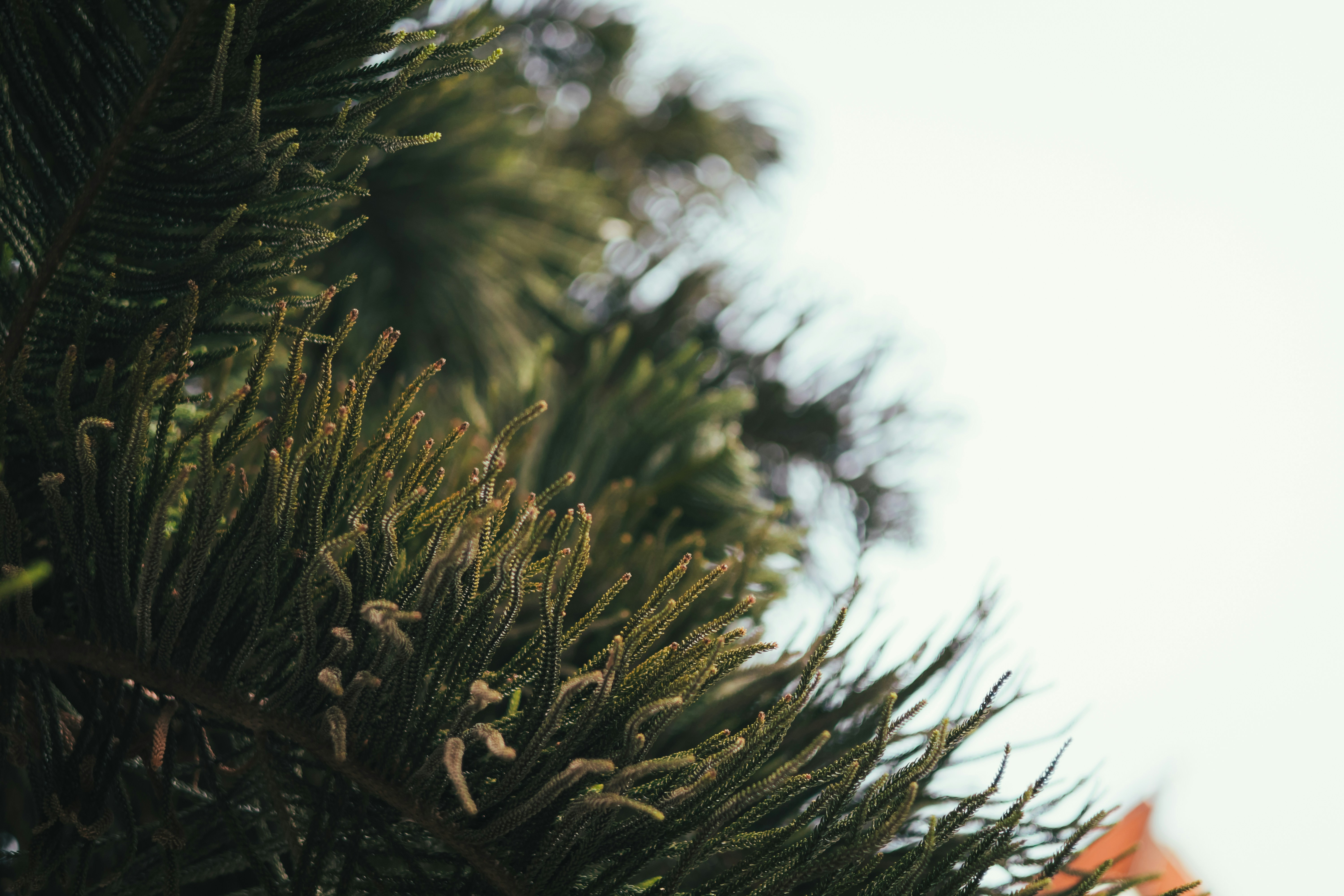 a close up of a pine tree branch
