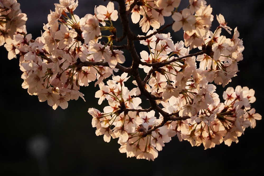 Un primo piano di un albero con molti fiori