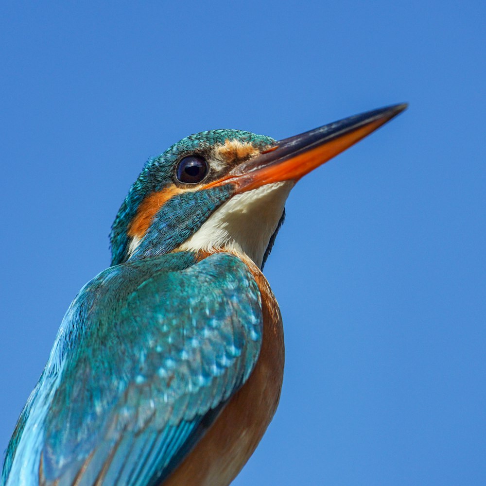 a blue and orange bird with a long beak