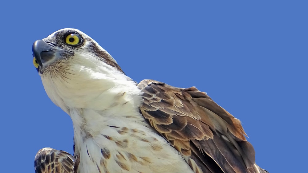 a close up of a bird of prey