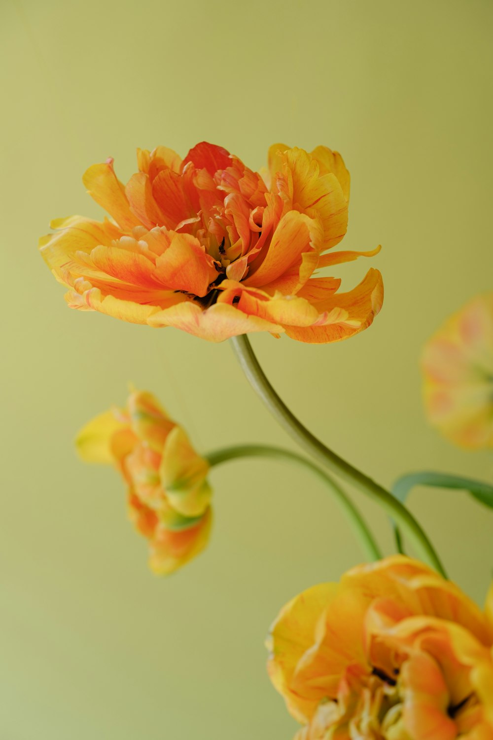 a bunch of flowers that are in a vase