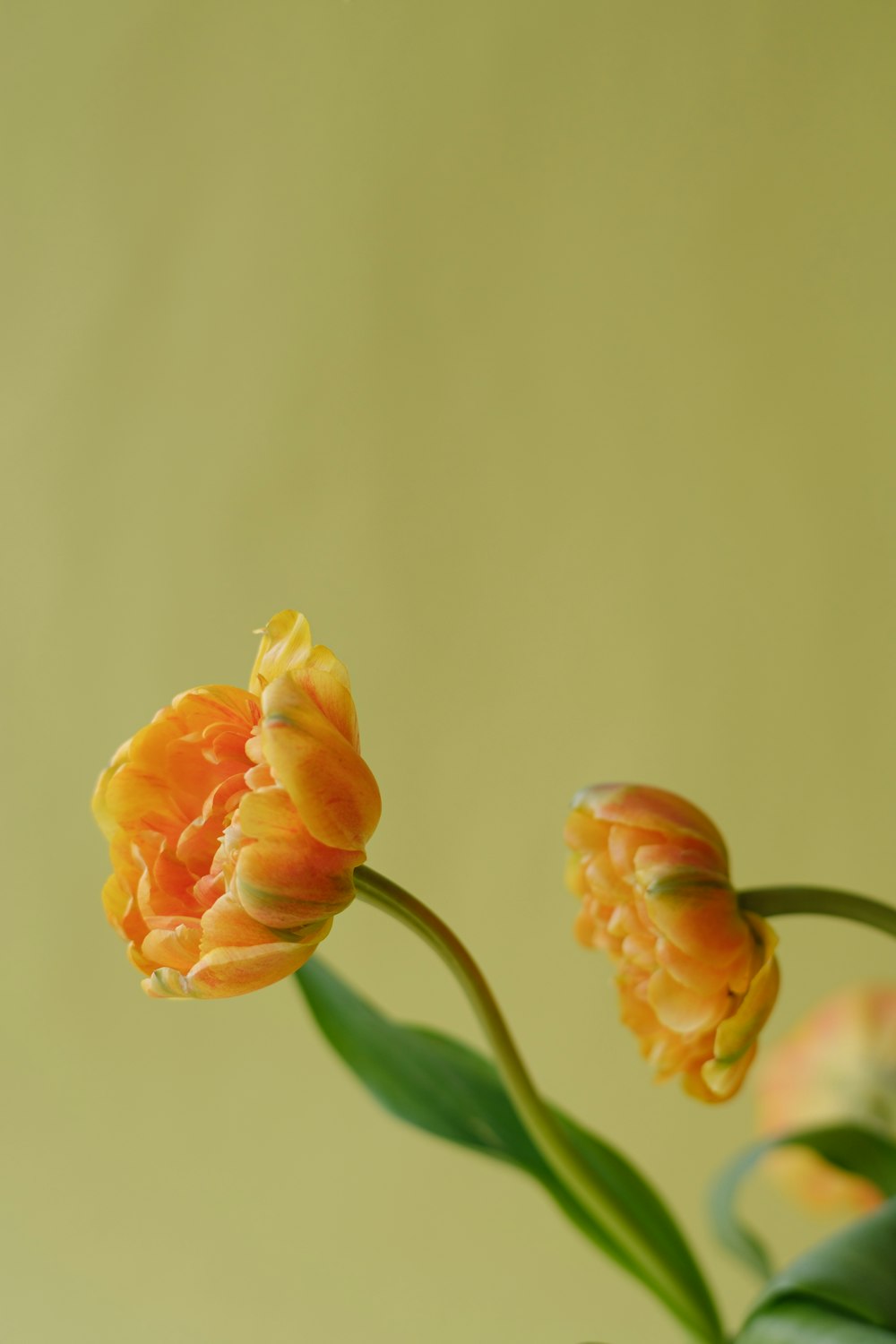 a close up of two flowers in a vase