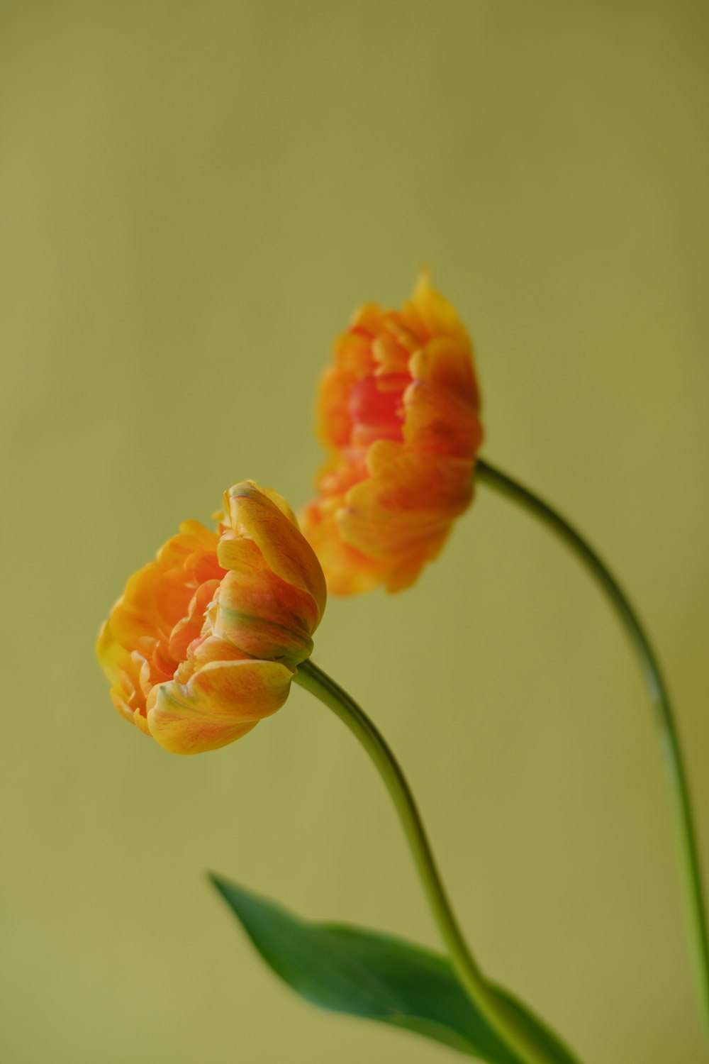 two orange tulips in a vase on a table