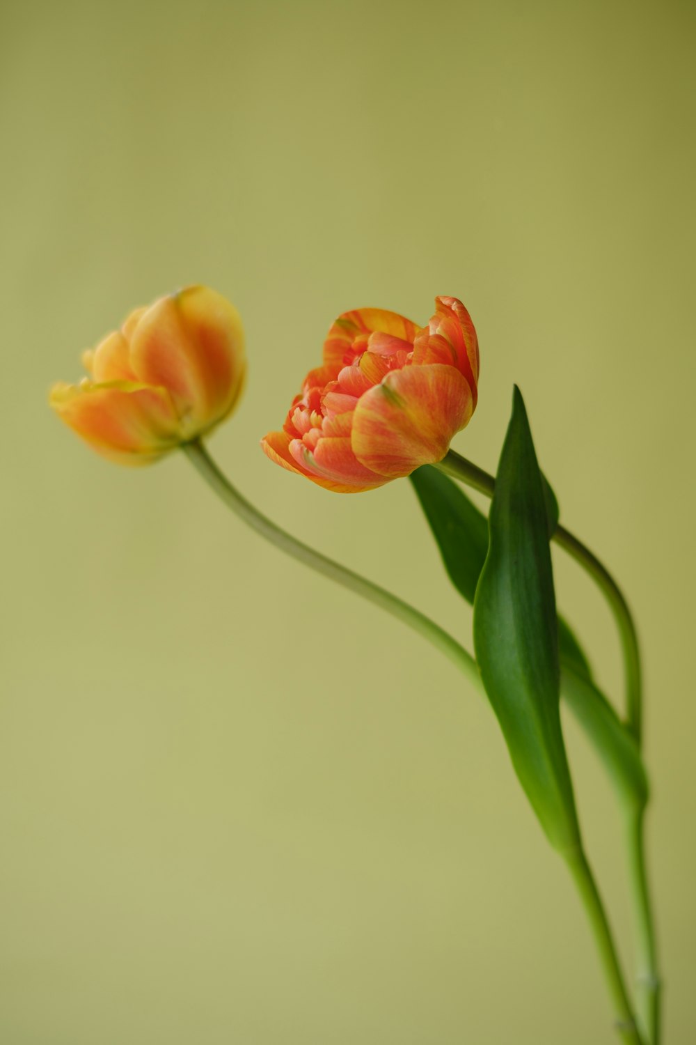 two orange tulips with green stems in a vase