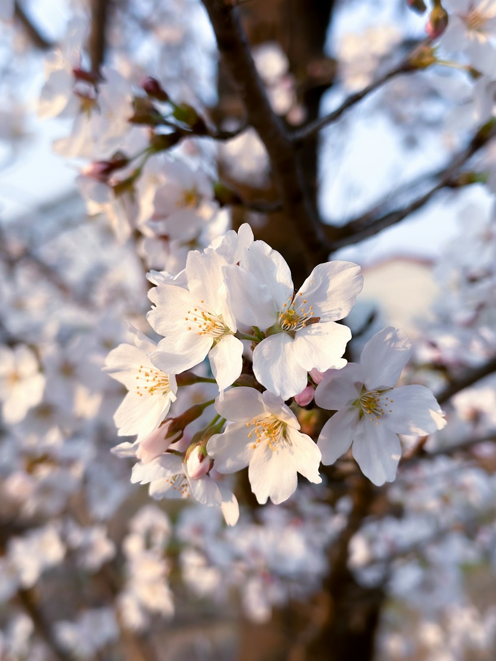 a close up of a tree with white flowers