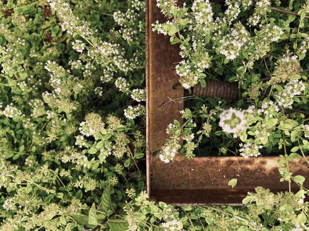 a rusted metal box surrounded by white flowers