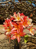Sunset casting golden light over a cluster of colorful plumeria flowers.