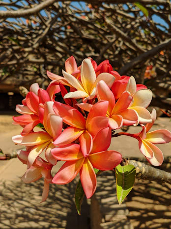 Bright orange and yellow plumeria blossoms resting on a woven basket