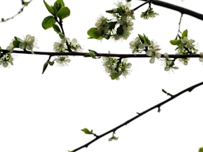 Branches of a tree with small white flowers and green leaves, set against a stark white background. The flowers are in clusters, blooming along the slender branches.