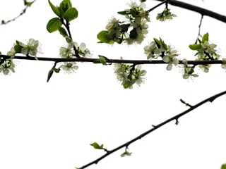 Branches of a tree with small white flowers and green leaves, set against a stark white background. The flowers are in clusters, blooming along the slender branches.