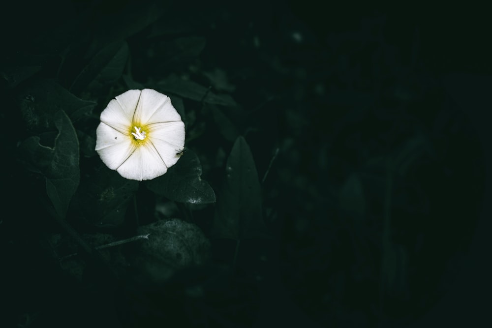 a white flower with a yellow center in the dark