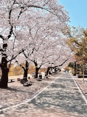 a park lined with benches and trees with pink flowers