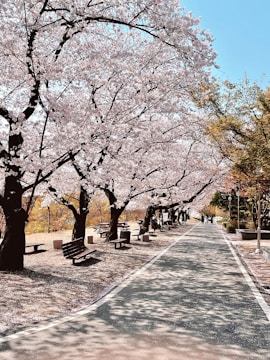 a park lined with benches and trees with pink flowers