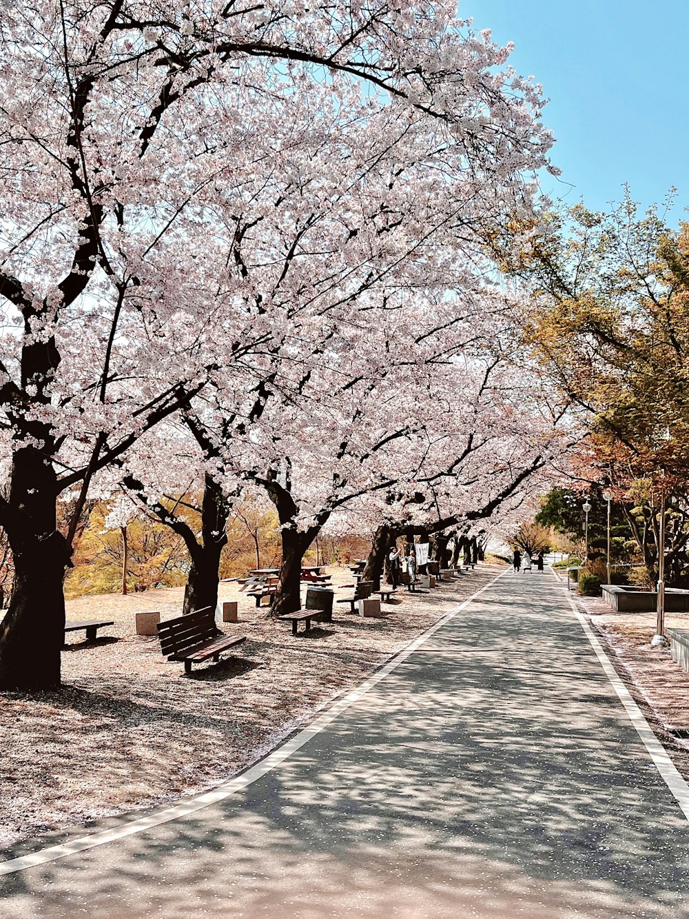 a park lined with benches and trees with pink flowers