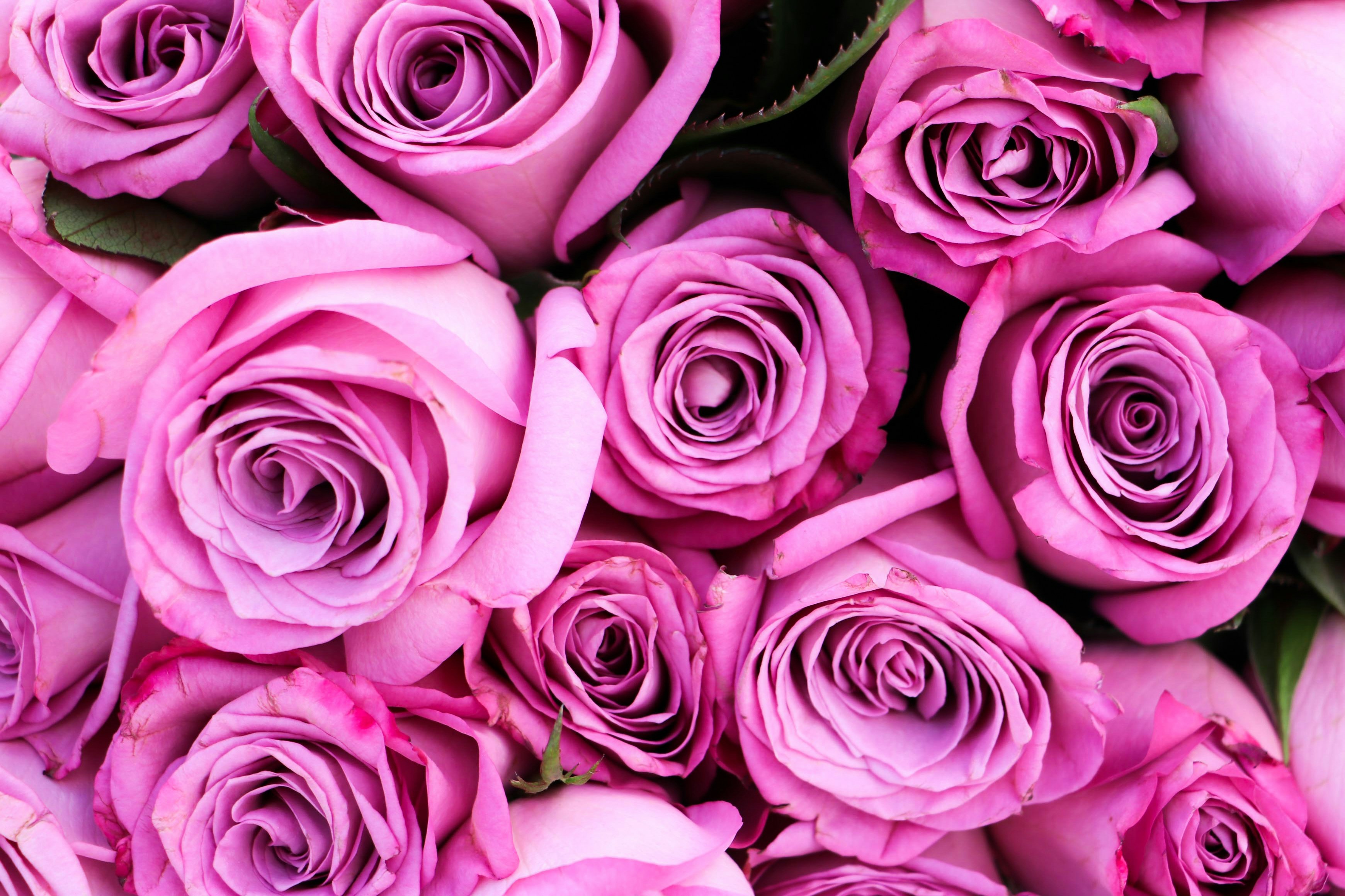 A close up of a bunch of pink roses photo – Free Pink roses Image on ...