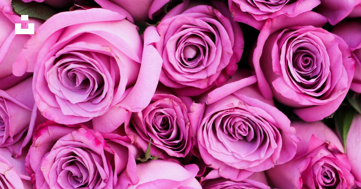 A close up of a bunch of pink roses photo – Free Pink roses Image on ...