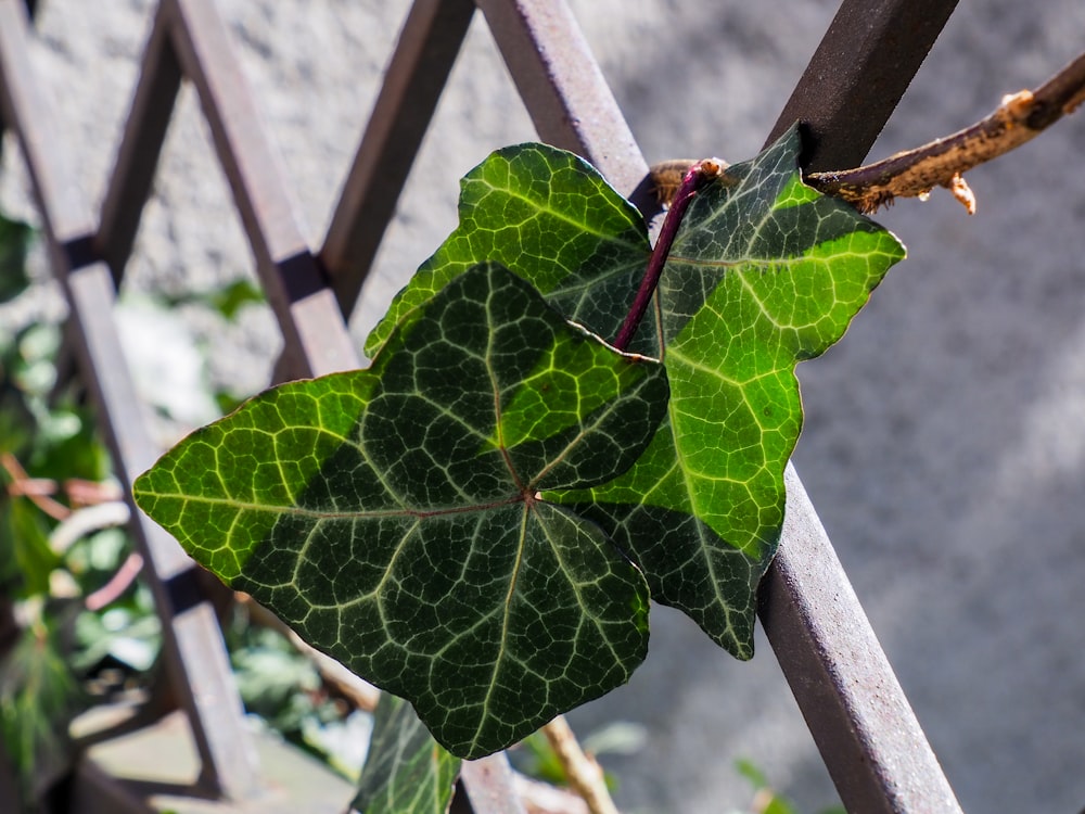 a close up of a green leaf on a tree