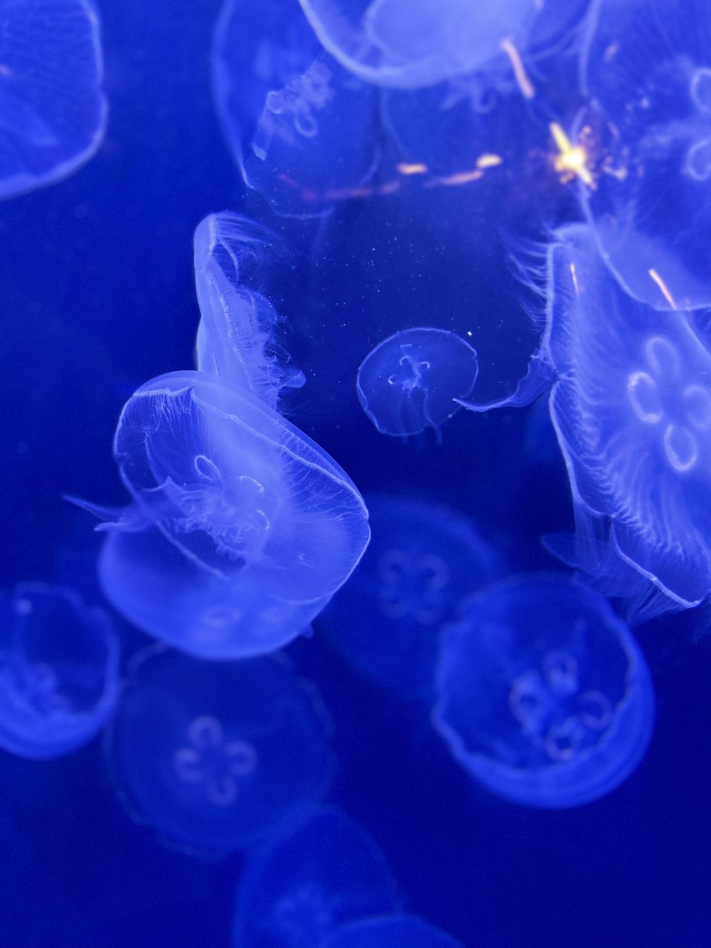 Un groupe de méduses nageant dans l’eau