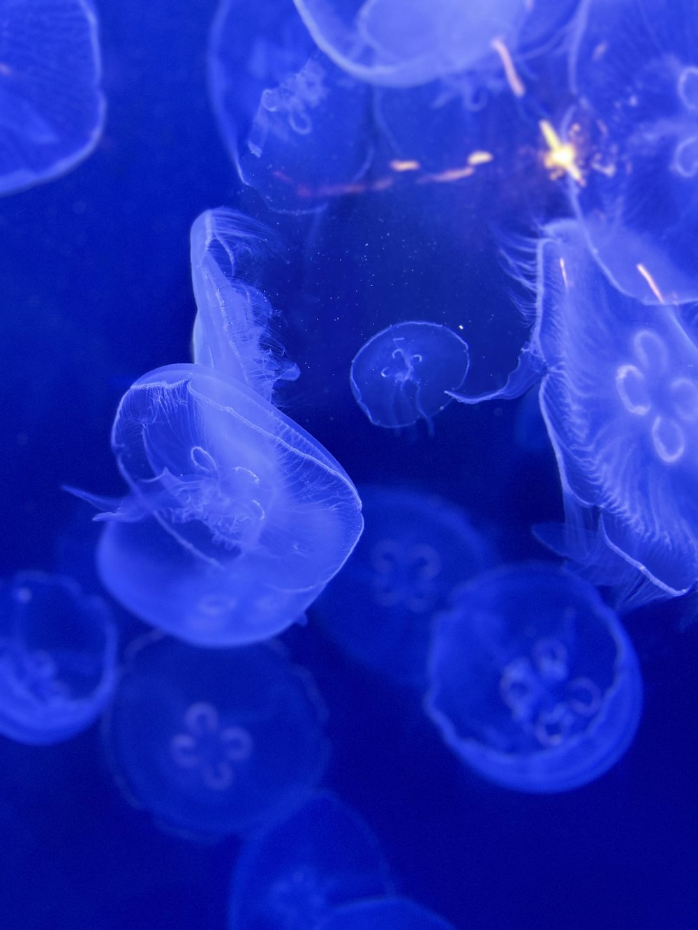 a group of jellyfish swimming in the water