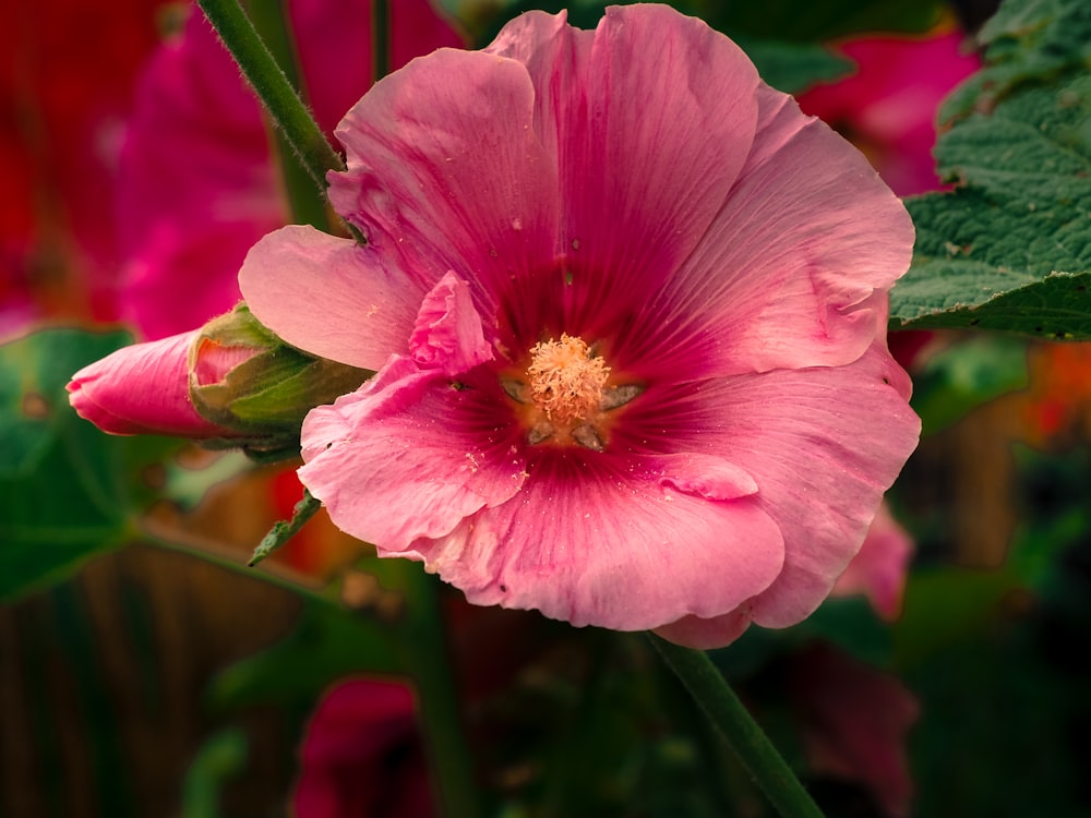 a close up of a pink flower with green leaves