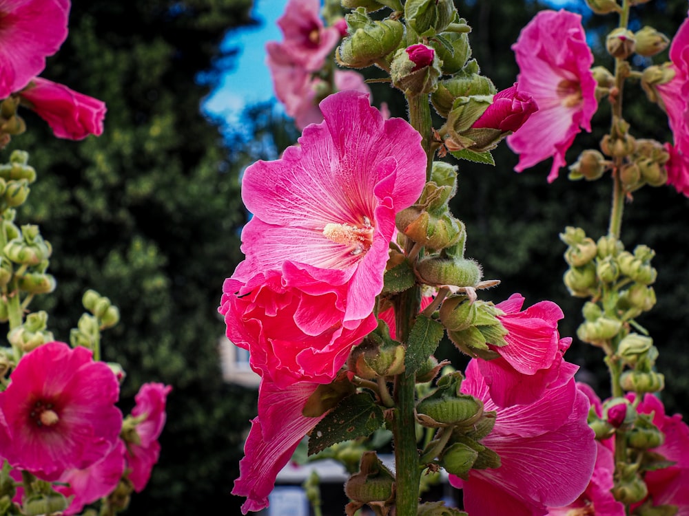 pink flowers are blooming in a garden