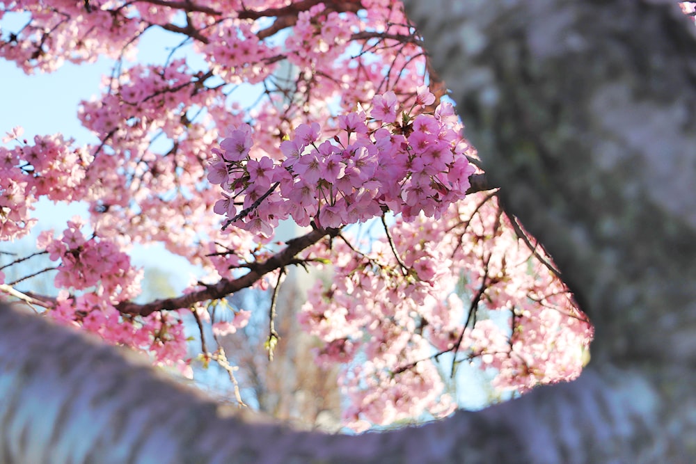 a tree with pink flowers in a park