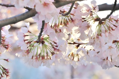 A delicate cherry tree branch with soft sunlight filtering through blossoms.