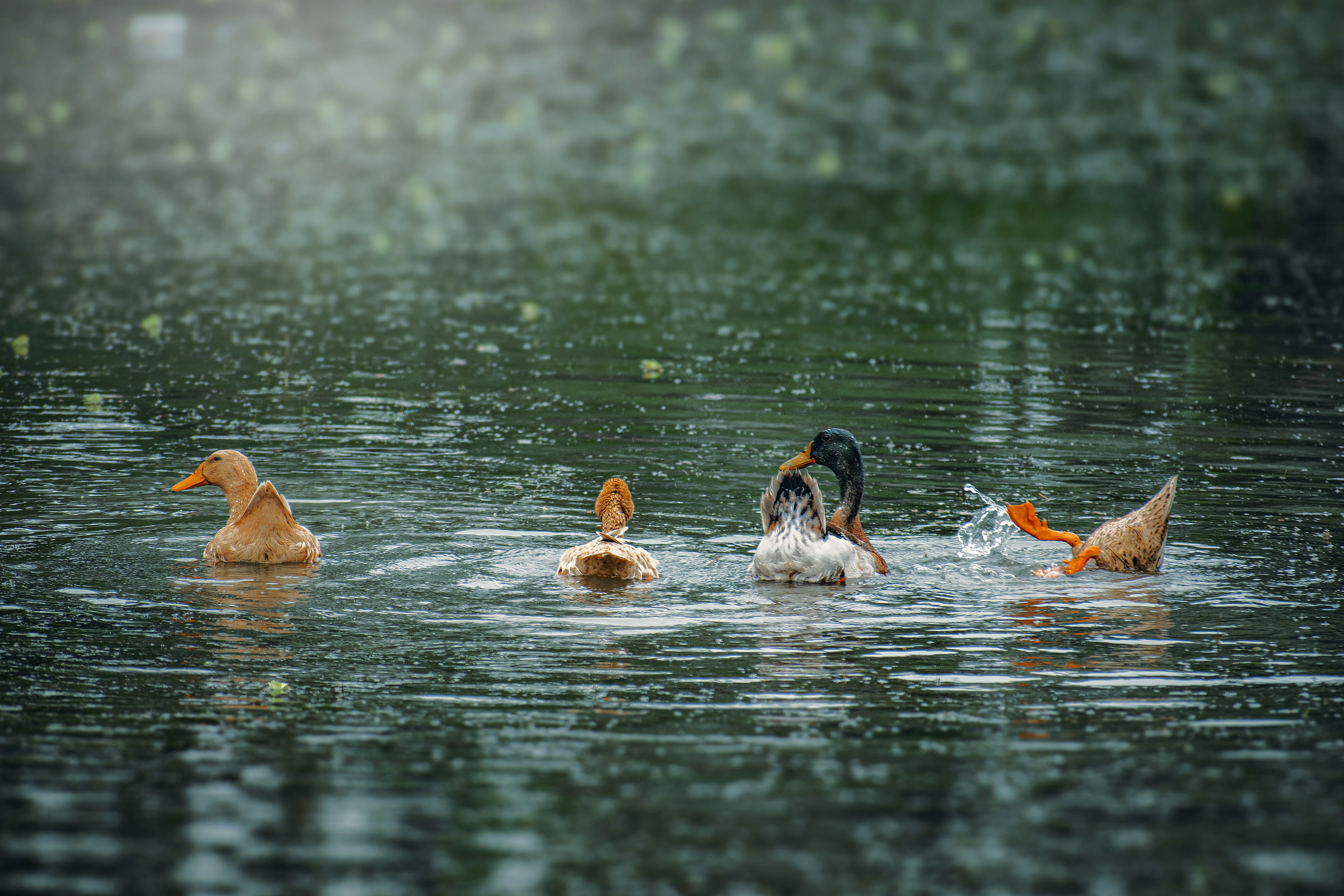 Photo by tarikulxraana