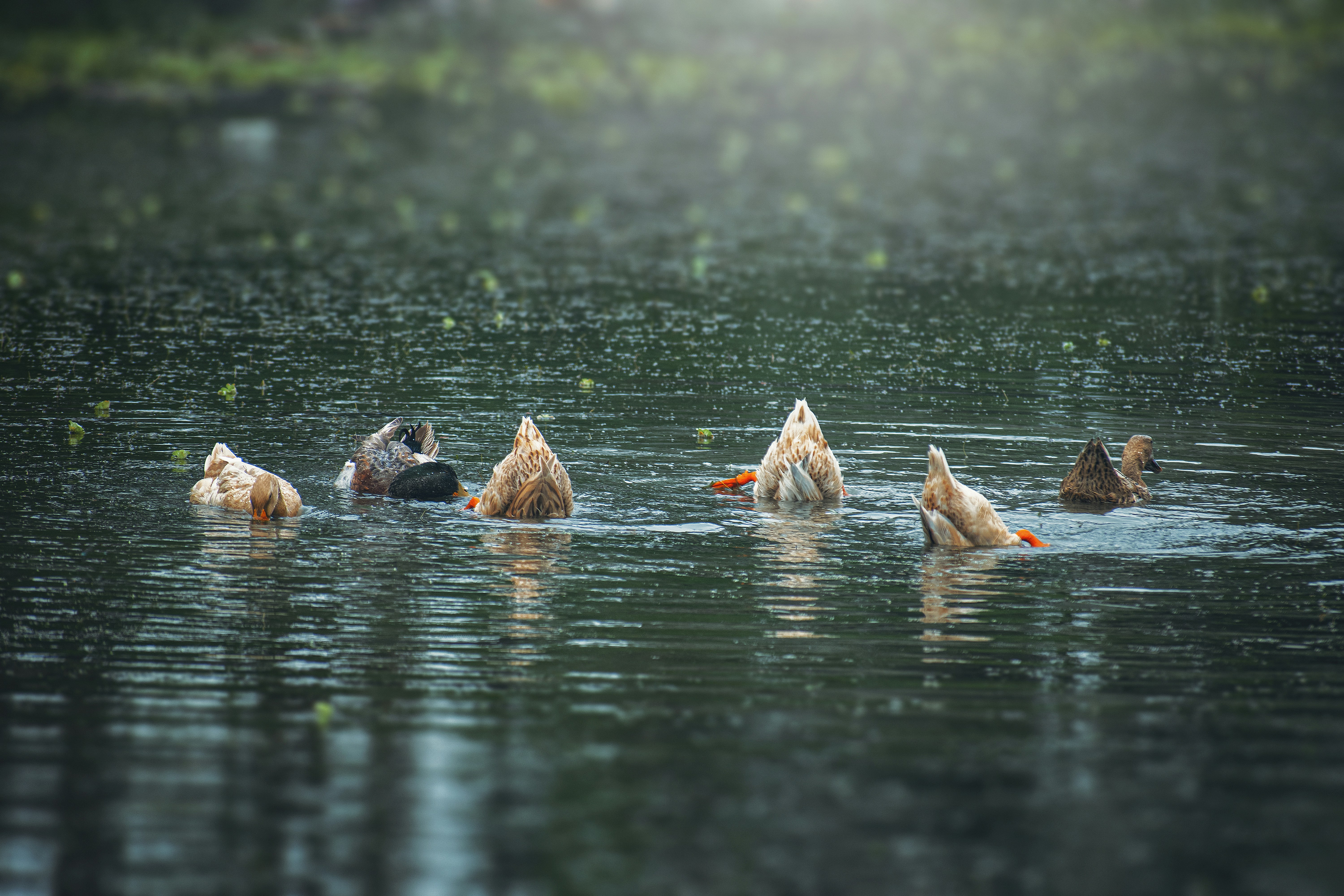 a group of ducks floating on top of a lake