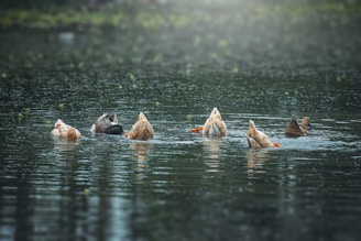 Six ducks are swimming in a calm body of water, with most of them having their heads submerged while their tails stick up. The surroundings are lush and green, and small leaves float gently on the water's surface.