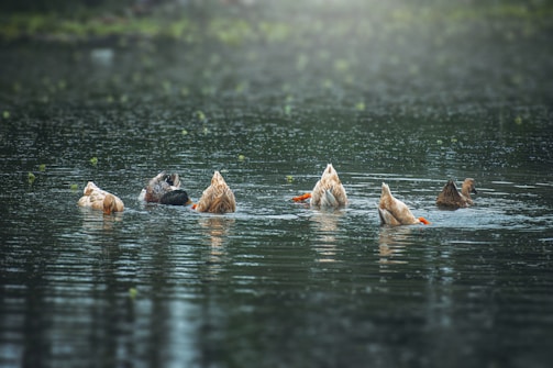 Six ducks are swimming in a calm body of water, with most of them having their heads submerged while their tails stick up. The surroundings are lush and green, and small leaves float gently on the water's surface.