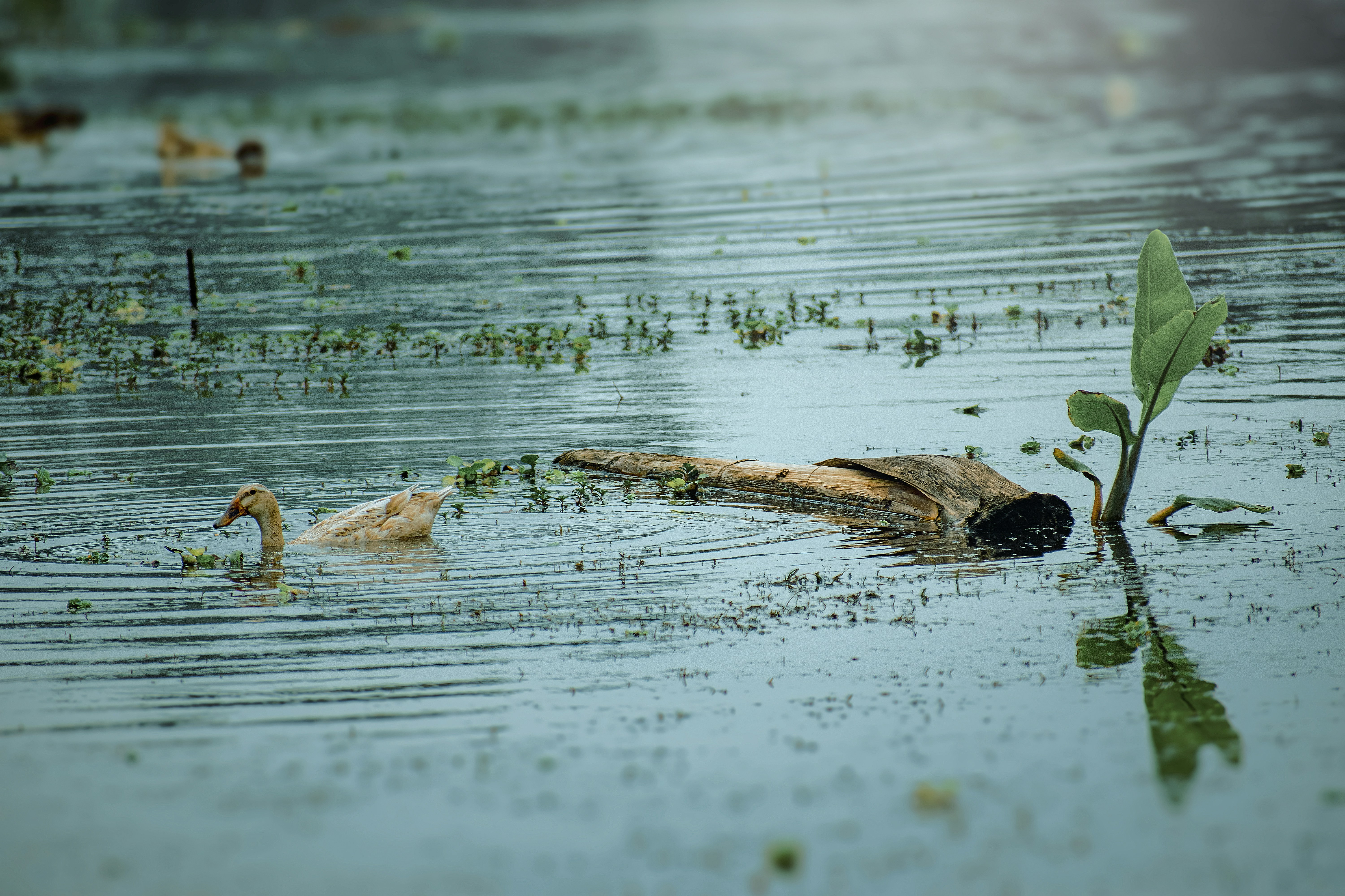 Photo by tarikulxraana