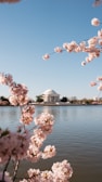 a view of the jefferson memorial and cherry blossoms