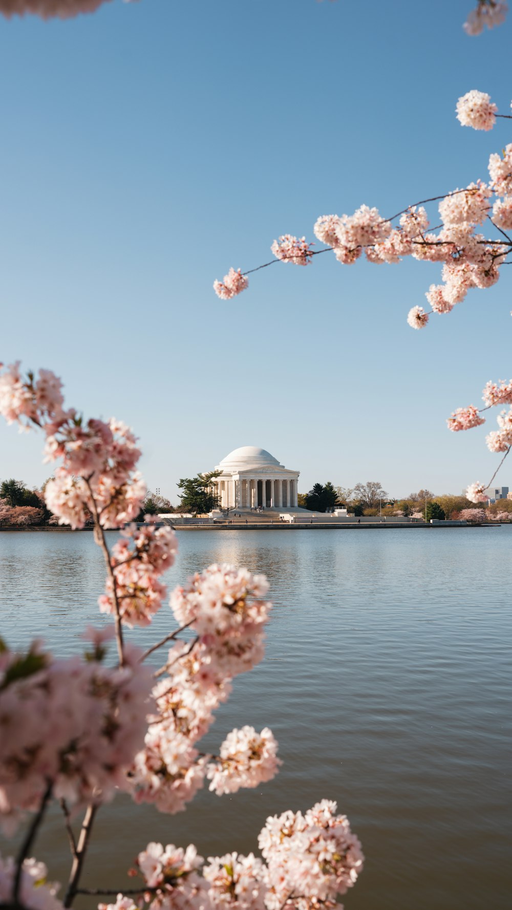 a view of the jefferson memorial and cherry blossoms