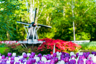 A vibrant garden scene with a field of purple and white tulips in the foreground. In the background, a windmill is positioned amidst dense greenery and red flowering shrubs. The sunlight filtering through the trees creates a lively and refreshing atmosphere.