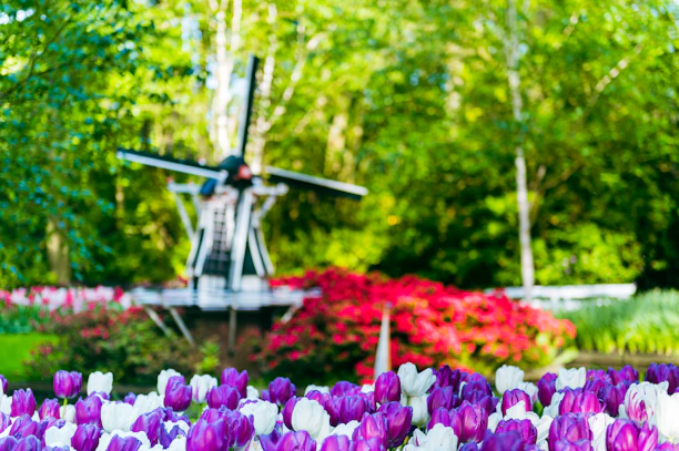 A vibrant garden scene with a field of purple and white tulips in the foreground. In the background, a windmill is positioned amidst dense greenery and red flowering shrubs. The sunlight filtering through the trees creates a lively and refreshing atmosphere.