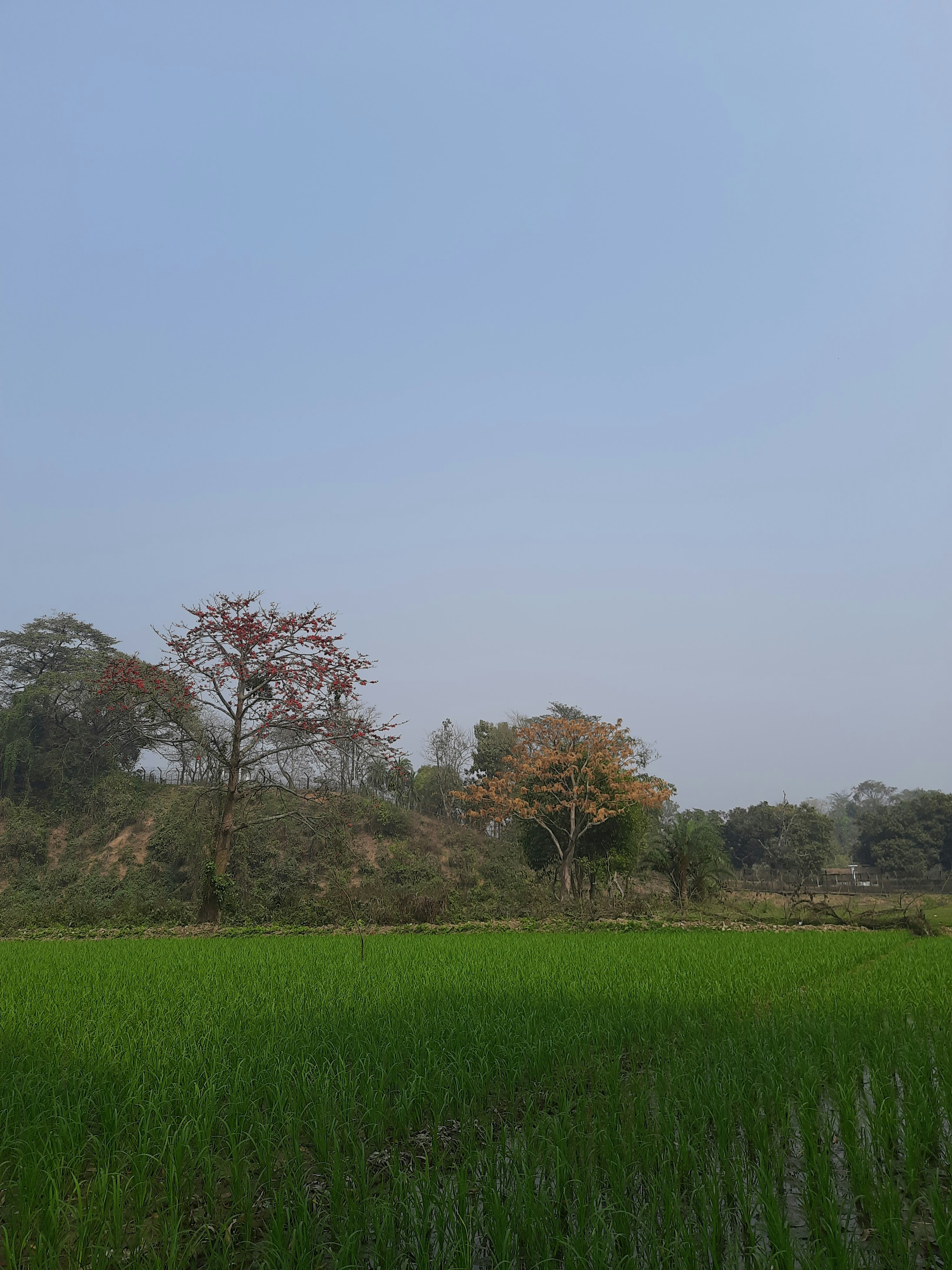 Photo by sujatmahmud01