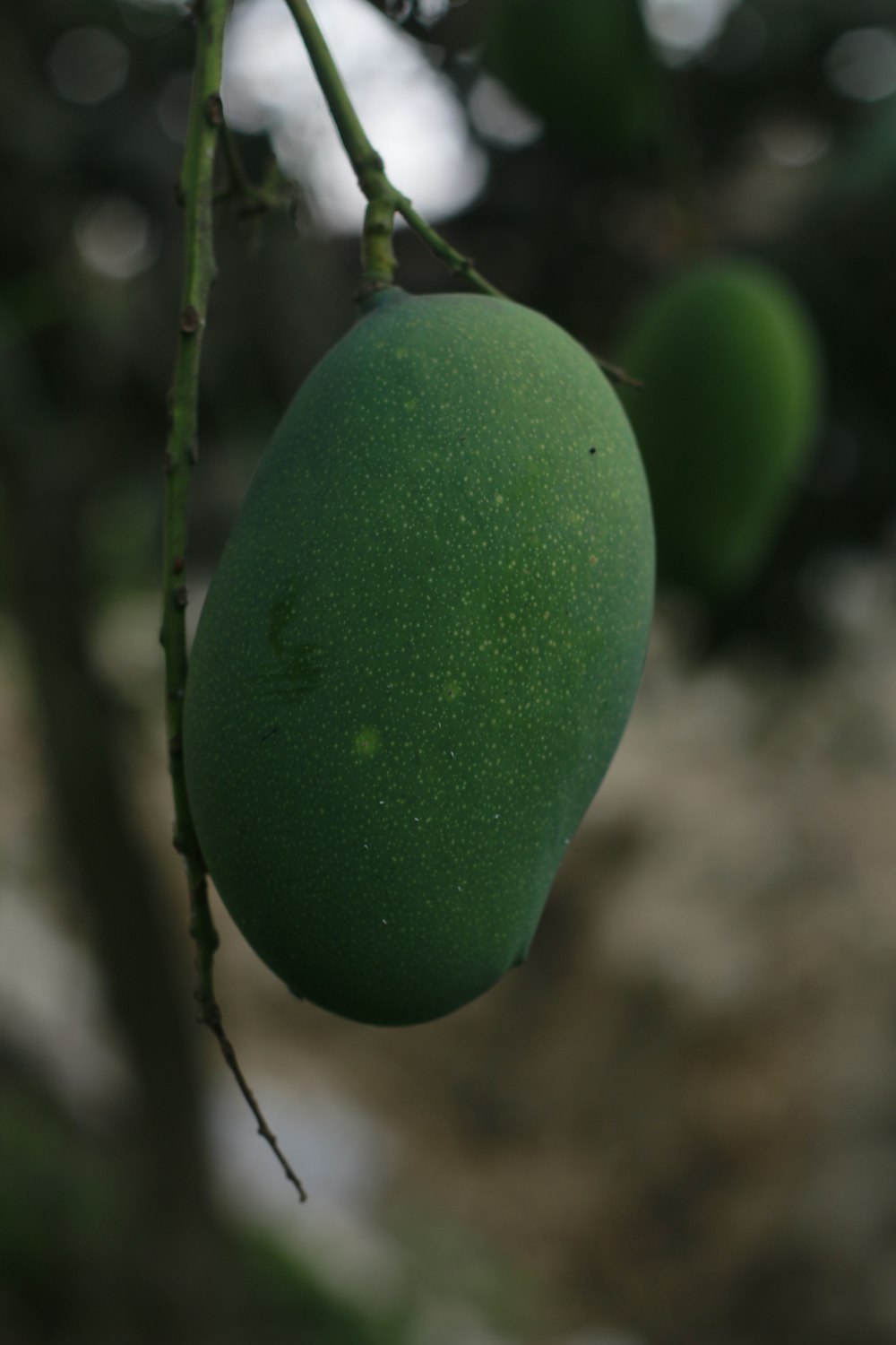 a close up of a green fruit hanging from a tree