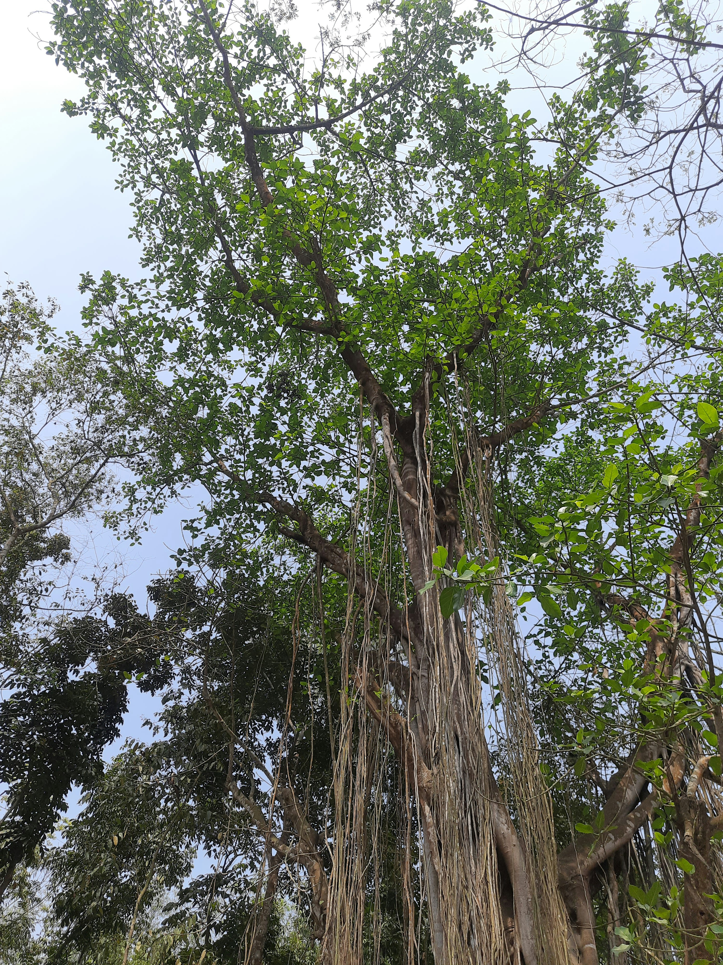 Photo by sujatmahmud01