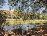 A calm river with people swimming near rocks and forested banks