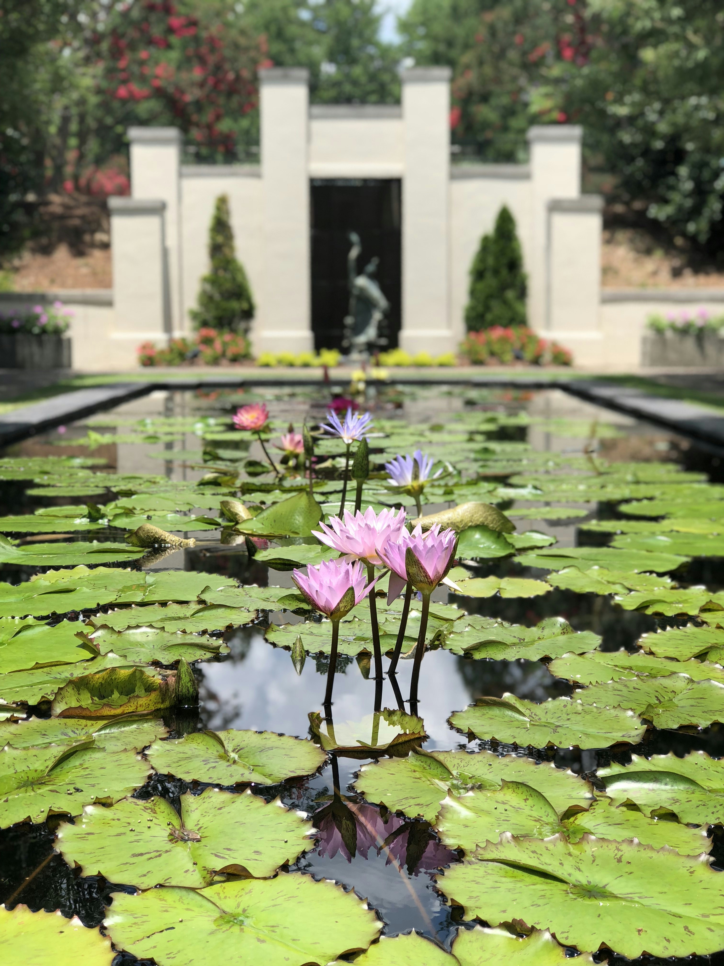 a pond filled with water lilies next to a building