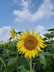 A vibrant soybean field under a clear blue sky at sunrise.
