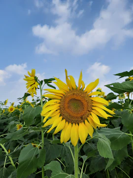 A vibrant watercolor painting of a blooming sunflower under a clear sky.